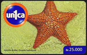 Venezuela - Estrella de Mar, Orcaster reticulatus - Pré-Pago