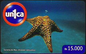 Venezuela - Estrella de Mar, Orcaster reticulatus - Pré-Pago