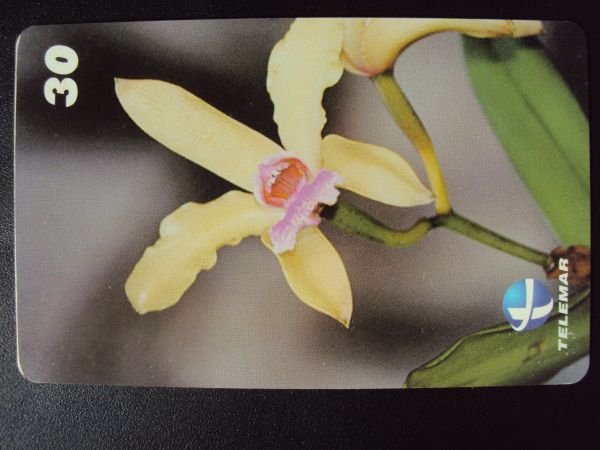 Orqudeias Cattleya - RN