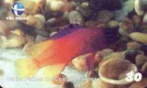Peixes Da Costa Cearense - Gramma Loreto - CE